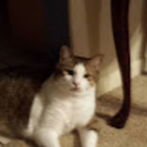 Meet your Posher, Amys northern home cooking